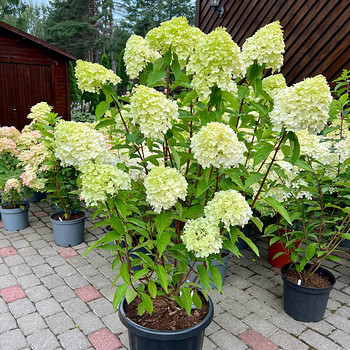 Aedhortensia ‘Living Pink & Rose’
