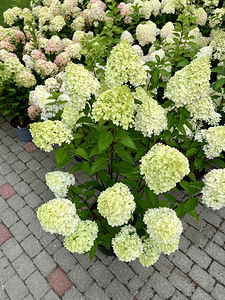 Aedhortensia ‘Living Pink & Rose’ (2 foto / 4)