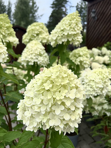 Aedhortensia ‘Living Pink & Rose’ (3 foto / 4)