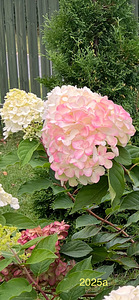 Aedhortensia ‘Living Pink & Rose’ (4 foto / 4)