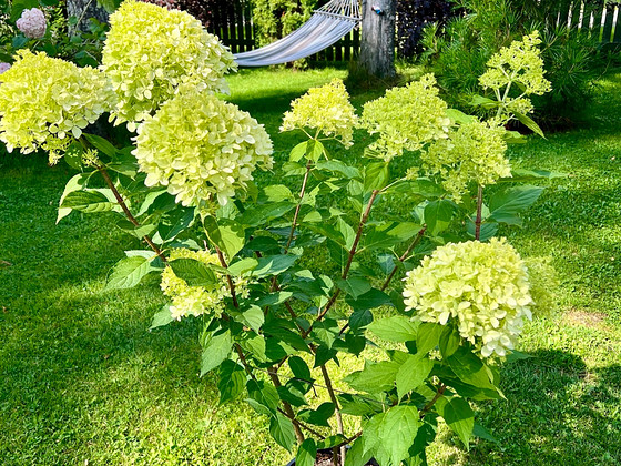 Aedhortensia ‘Pixio’