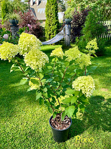 Aedhortensia ‘Pixio’ (1 foto / 3)