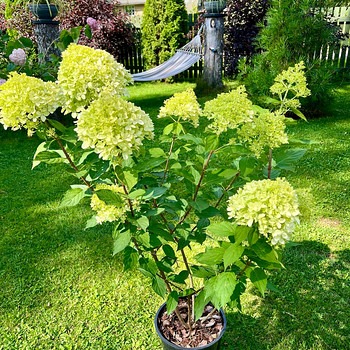 Aedhortensia ‘Pixio’