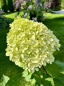 Aedhortensia ‘Pixio’ (2 foto / 3)