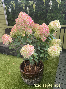 Aedhortensia ‘Pixio’ (3 foto / 3)
