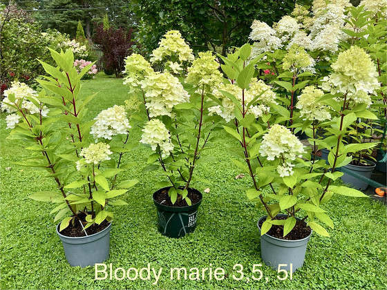 Aedhortensia ‘Bloody Marie’