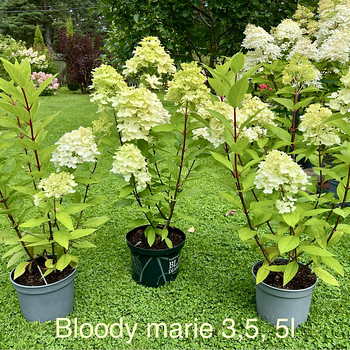 Aedhortensia ‘Bloody Marie’