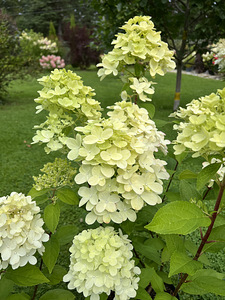 Гортензия садовая ‘Bloody Marie’ (2 фото из 5)