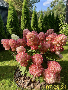 Гортензия садовая ‘Bloody Marie’ (4 фото из 5)