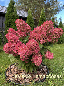 Гортензия садовая ‘Bloody Marie’ (5 фото из 5)
