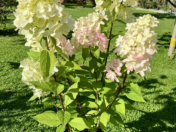 Aedhortensia ‘Bloody Marie’