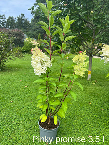 Aedhortensia ‘ Living Pinky Promise ‘ (1 foto / 5)