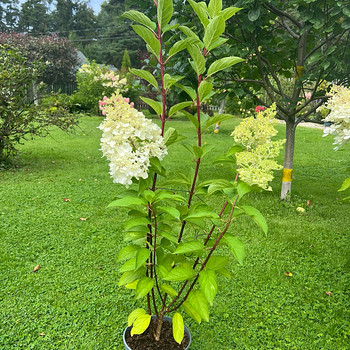 Aedhortensia ‘ Living Pinky Promise ‘