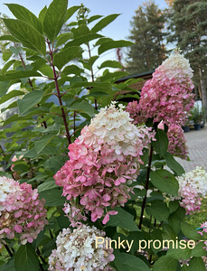 Aedhortensia ‘ Living Pinky Promise ‘ (5 foto / 5)