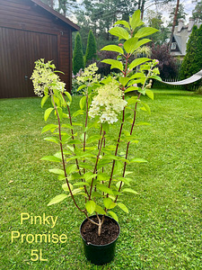 Aedhortensia ‘ Living Pinky Promise ‘ (2 foto / 5)