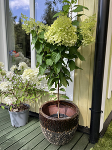 Aedhortensia ‘ Living Pinky Promise ‘ (3 foto / 5)