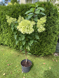 Aedhortensia ‘ Living Pinky Promise ‘ (4 foto / 5)