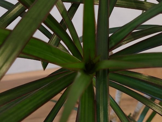 Draakonipuu / Dracaena marginata - 1 m
