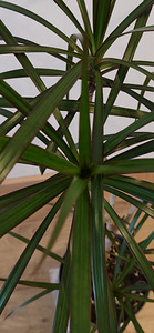 Драцена маргината / Dracaena marginata - 1 m (3 фото из 3)