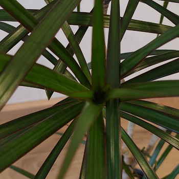 Draakonipuu / Dracaena marginata - 1 m