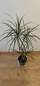 Драцена маргината / Dracaena marginata - 1 m (1 фото из 3)