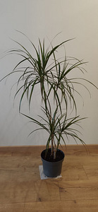 Драцена маргината / Dracaena marginata - 1 m (2 фото из 3)