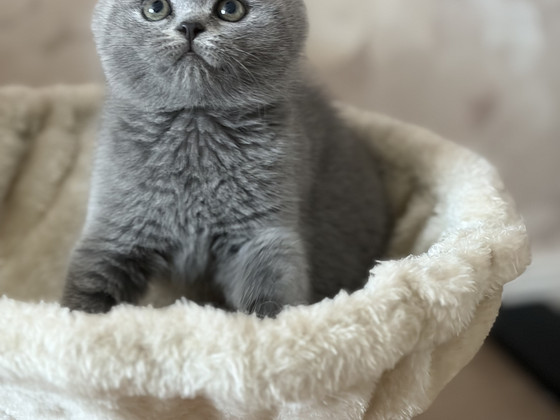 Шотландский котёнок