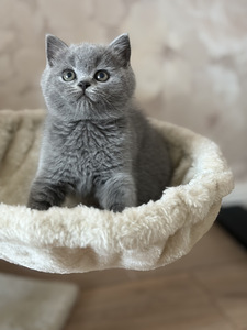 Шотландский котёнок (1 фото из 5)
