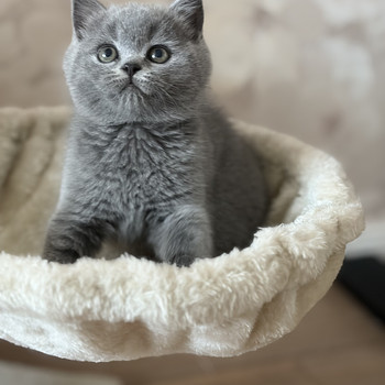 Шотландский котёнок