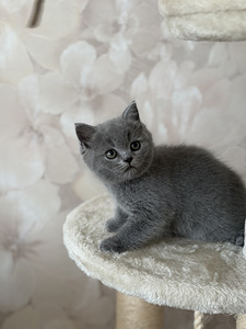 Шотландский котёнок (2 фото из 5)