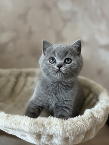 Шотландский котёнок (3 фото из 5)