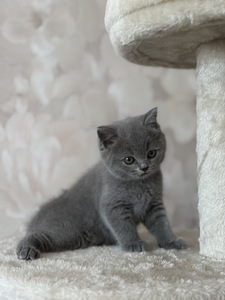 Шотландский котёнок (5 фото из 5)