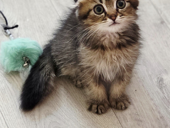 Скоттиш-фолд