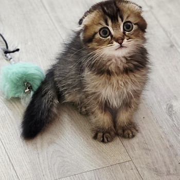 Scottish Fold