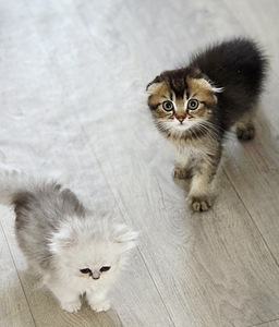 Скоттиш-фолд (4 фото из 5)
