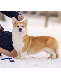Welsh Pembroke Corgi (3 фото из 10)