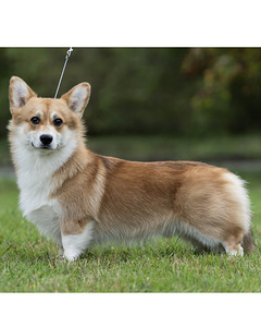 Welsh Pembroke Corgi (2 фото из 10)