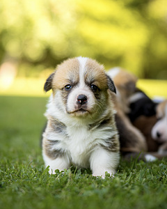 Welsh Pembroke Corgi (4 фото из 10)