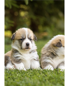 Welsh Pembroke Corgi (5 фото из 10)