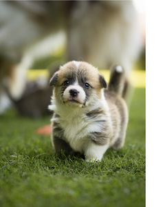 Welsh Pembroke Corgi (6 фото из 10)
