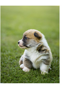 Welsh Pembroke Corgi (7 фото из 10)