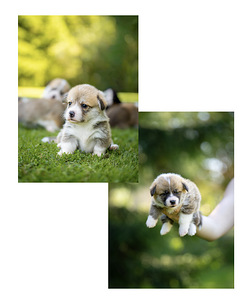 Welsh Pembroke Corgi (8 фото из 10)