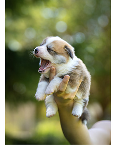 Welsh Pembroke Corgi (10 фото из 10)