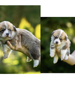 Welsh Pembroke Corgi (9 фото из 10)