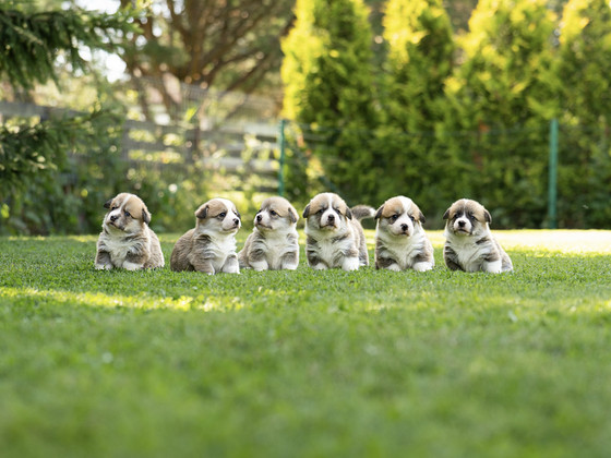 Welsh Pembroke Corgi