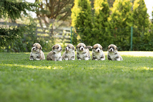 Welsh Pembroke Corgi (1 фото из 10)