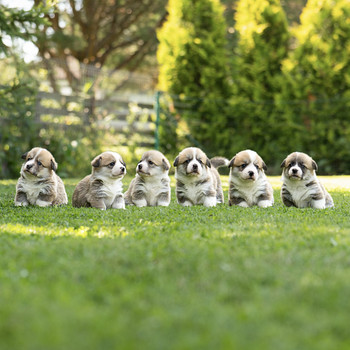 Welsh Pembroke Corgi