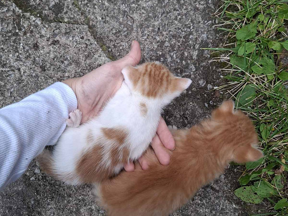 Котята