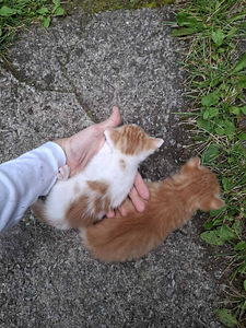 Котята (1 фото из 3)