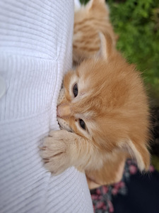 Котята (2 фото из 3)